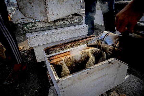 Пре рата пчеларство је било извор прихода за више од 10.000 породица широм Газе, а након почетка рата број пчелара спао је на мање од 500. - Sputnik Србија