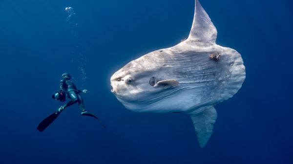 Снимок A giant oceanic sunfish фотографа Anita Verde, ставший финалистом в категории Human Connection: People & Ocean Planet Award конкурса Ocean Photographer of the Year 2026 - Sputnik Србија