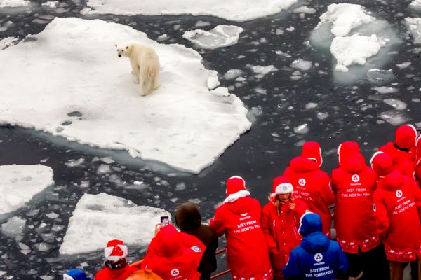 Učesnici naučno-obrazovne ekspedicije „Ledolomac znanja“ posmatraju polarnog medveda sa nuklearnog ledolomca „50 godina pobede“. - Sputnik Srbija