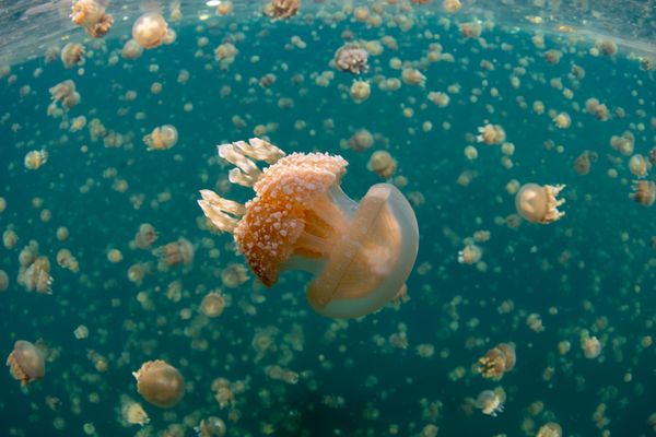 Zlatne meduze, Mastigias papua etpisoni, okupljaju se u čuvenom jezeru Meduza na Palau. Ovo udaljeno i prelepo morsko jezero jedno je od najneobičnijih i jedinstvenih mesta za ronjenje na planeti. - Sputnik Srbija