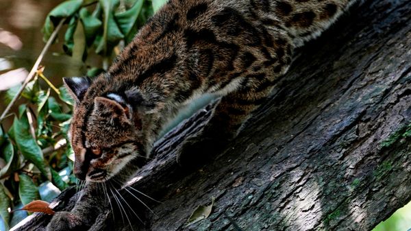 Маленькая пятнистая дикая кошка Leopardus tilcayo гуляет по заповеднику дикой природы, Боливия - Sputnik Србија
