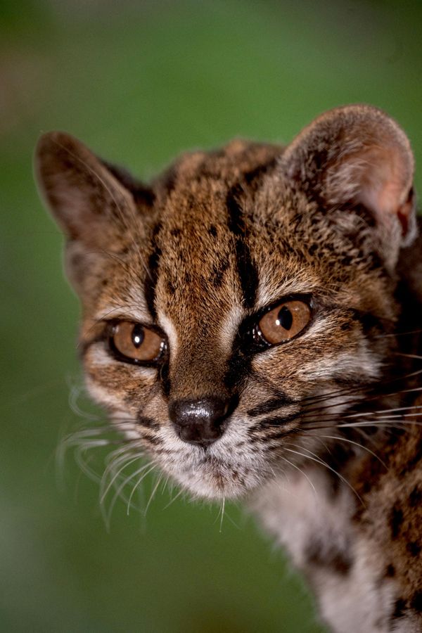 Крупни кадар мачке врсте „Leopardus tilcayo“, јединог до сада познатог примерка новоидентификоване врсте, који се налази у заштићеном заточеништву, а чији је идентитет утврђен у оквиру истраживања које је предводила истраживач „Националне географије“ - Паула Ногалес Аскарунс. - Sputnik Србија