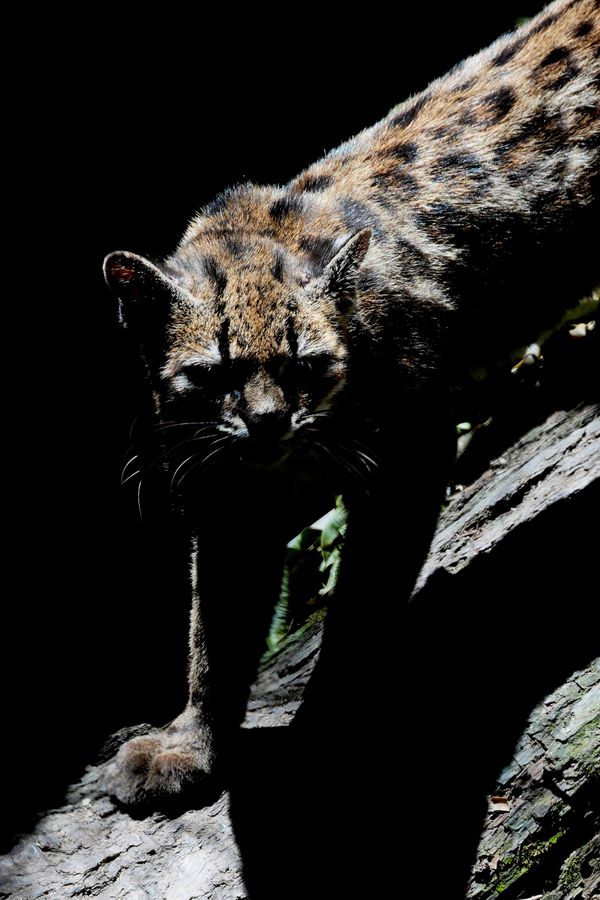 Мала пегава дивља мачка, идентификована као нова врста „Leopardus tilcayo“, креће се унутар уточишта за дивље животиње. - Sputnik Србија