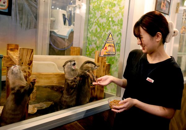 Sajana Nozaki, menadžerka kafea „Owl Otter Cafe“, drži hranu za azijske male vidre u kafeu u kojem su smeštene spasene životinje, u Kamakuri, u prefekturi Kanagava. - Sputnik Srbija