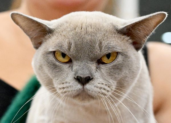 Mačak burmanske rase, koji je osvojio titulu „Best Supreme“ (najbolja životinja izložbe). Mačak burmanske rase, koji je osvojio titulu „Best Supreme“ (najbolja životinja izložbe). - Sputnik Srbija