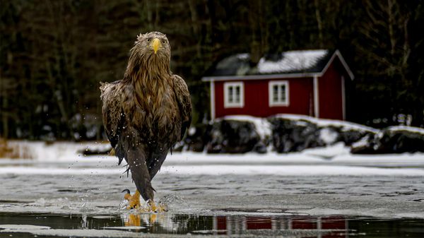 Снимок Fashion fades. Feather coats are forever финского фотографа Tapani Linnanmäki, ставший финалистом в конкурсе 2026 The Nikon Comedy Wildlife Awards - Sputnik Србија