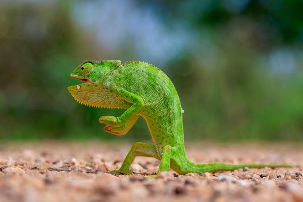 „Tlo je lava!“ — Robert Gondek iz Poljske.Na fotografiji je senegalski kameleon, snimljen u Togu, u Zapadnoj Africi. Kameleon oprezno prelazi preko peska, sa jednom podignutom nogom, kao da je svaki kamenčić usijan. - Sputnik Srbija
