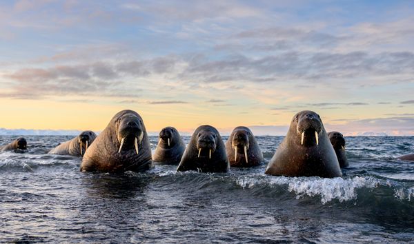 „Morski gangsteri“ — Marek Jackovski iz Poljske.Na fotografiji su morževi, snimljeni na ostrvu Mofen u arhipelagu Svalbard, u Norveškoj. Osam morževa prišlo je fotografu i desetak minuta ga „proveravalo“ pre nego što su otplivali. - Sputnik Srbija