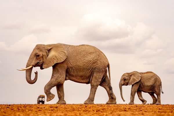 „Samo nežno guranje... zbog poštovanja saobraćajnih pravila“ — Šajlza Singal iz Indije.Na fotografiji su slonovi u Nacionalnom parku Amboseli u Keniji. Zahvaljujući perspektivi, izgleda kao da slon sprema da „šutne“ džip u daljini. Malo tele iza njega upotpunjuje scenu. - Sputnik Srbija
