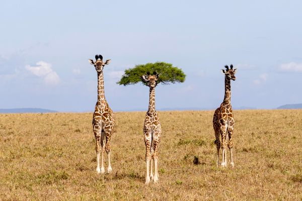 „Drugačija“ — Dirk Koster iz Holandije.Na fotografiji su tri mlade žirafe u rezervatu Masai Mara u Keniji. Zahvaljujući savršenom uglu snimanja, drvo iza srednje žirafe izgleda kao da joj je izraslo iz glave, poput neobične zelene frizure ili šešira. - Sputnik Srbija