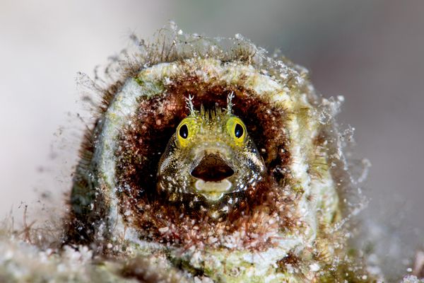„Da li sam prespavao alarm?“ — Fabi Fregonjezi iz Brazila.Na fotografiji je riba vrste „blenny“, snimljena pod vodom kod obale Kurasaa. Fotograf je morao da obavi više zarona kako bi uhvatio trenutak kada je riba na delić sekunde otvorila usta, stvarajući urnebesan izraz lica. - Sputnik Srbija