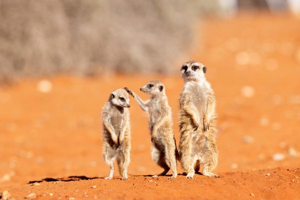 „Provera frizure pre porodične fotografije“ — Subi Sridharan iz Birmingema.Na fotografiji su surikate u Namibiji. Jedan surikata insistira na poslednjem doterivanju, dok ostali pokušavaju da izgledaju što pristojnije za porodičnu fotografiju. - Sputnik Srbija