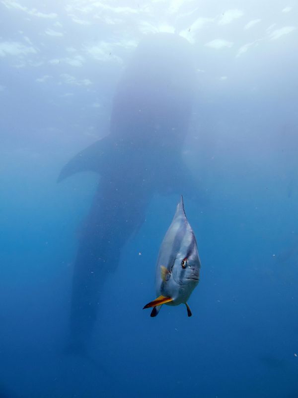 „Riba pod velikim pritiskom“ — Kjo Čen sa Tajvana.Na fotografiji su velika kit-ajkula i riba vrste spadefish, snimljene u vodama kod Dumegetea na Filipinima. Zahvaljujući savršenom trenutku, izgleda kao da riba oseća ogroman pritisak zbog kit-ajkule koja joj se približava s leđa. - Sputnik Srbija