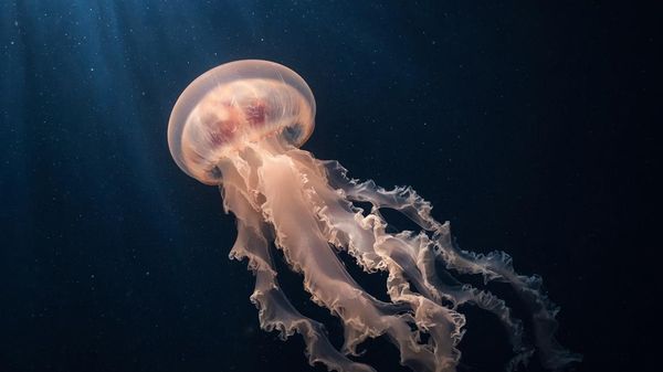 meduza meduza - Sputnik Srbija
