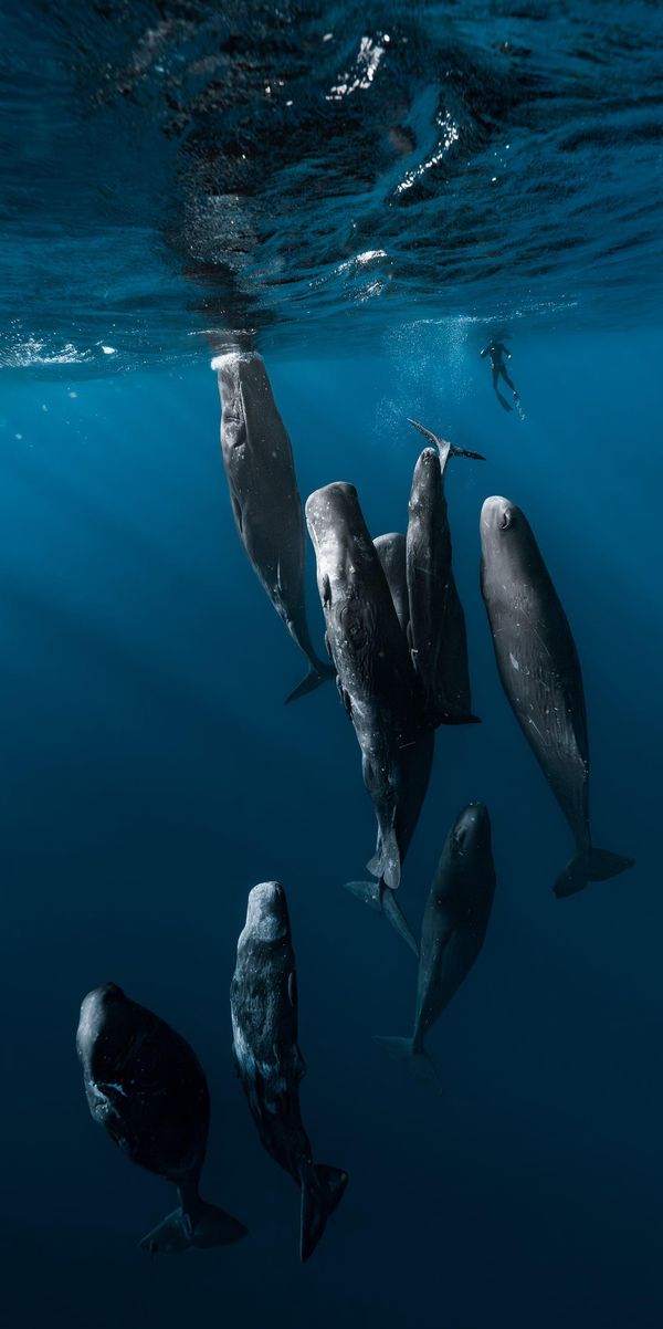 „Između divova“, Sabija Nemet (Australija) – Indijski okean, Mauricijus. Nagrada za najbolju vertikalnu fotografiju i deveto mesto u kategoriji „Open Nature/Landscape“ na takmičenju 2026. godine. „Između divova“, Sabija Nemet (Australija) – Indijski okean, Mauricijus. Nagrada za najbolju vertikalnu fotografiju i deveto mesto u kategoriji „Open Nature/Landscape“ na takmičenju 2026. godine. - Sputnik Srbija