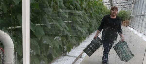 GMO - Sputnik Srbija