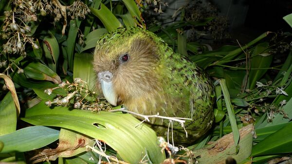 Kakapo is one of the world’s rarest parrots and is the only flightless and nocturnal parrot, as well as being the heaviest in the world, weighing up to 3.5 kilograms (8 lbs). - Sputnik Srbija