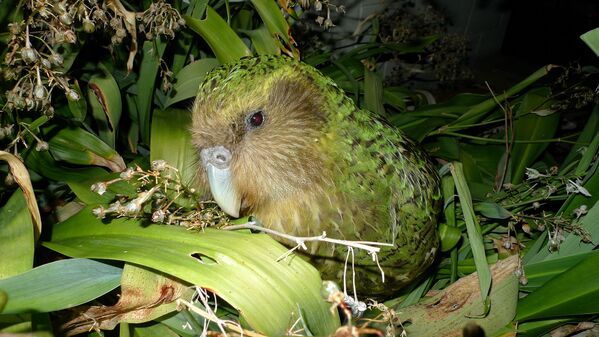 Kakapo ili sova papagaj jedan je od najređih i najvećih papagaja na svetu. Živi na Novom Zelandu, a može da teži čak četiri kilograma. - Sputnik Srbija