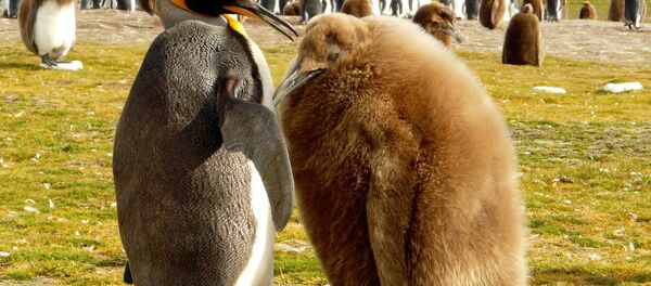 Svi pingvini imaju telo u obliku torpeda i umesto širokih, dugih krila i repa pogodnog za let, imaju krute lopatice nalik perajima, čekinjast rep i široka stopala koja ima omogućavaju da „lete“ pod vodom. - Sputnik Srbija