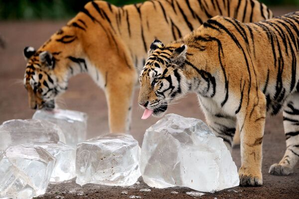 Amurski tigar u zoološkom vrtu u Kini - Sputnik Srbija