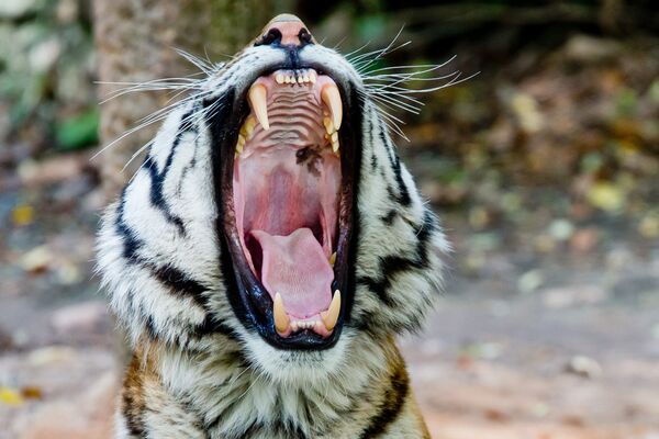 Амурски тигар зева у зоолошком врту у Нинбергу, Немачка - Sputnik Србија
