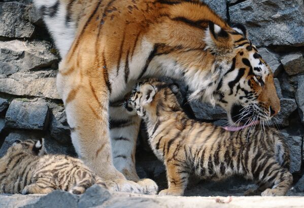 Амурска тигрица Лапа са својим младунцима у Новосибирском зоолошком врту - Sputnik Србија