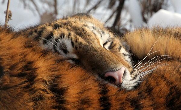 Tigrica Tajga u Škotovskom safari-parku u Primorju u Rusiji - Sputnik Srbija