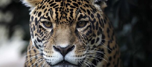 Jaguar - Sputnik Srbija