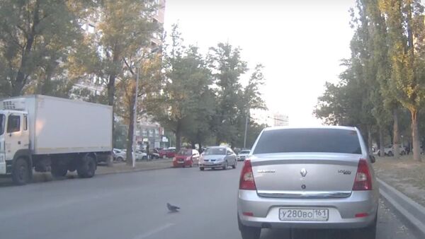 Pigeon Provokes Triple Traffic Accident - Sputnik Srbija