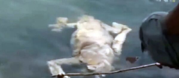 Čupakabra, Paragvaj Čupakabra, Paragvaj - Sputnik Srbija