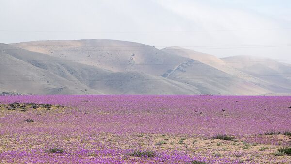 Пустиња Атакама у Чилеу прекривена цвећем - Sputnik Србија