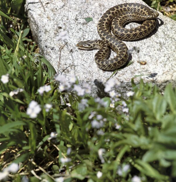 Белоушка и Степски смук усред Београда: Колико су опасне змије које живе близу нас Белоушка и Степски смук усред Београда: Колико су опасне змије које живе близу нас - Sputnik Србија