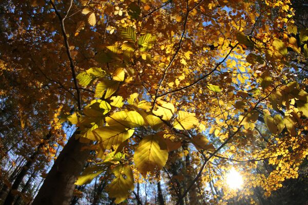 Јесен на Фрушкој Гори - Sputnik Србија