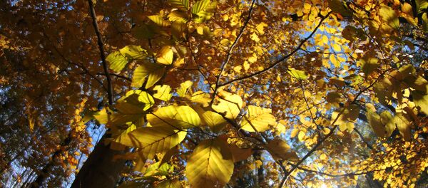 Јесен на Фрушкој Гори Јесен на Фрушкој Гори - Sputnik Србија