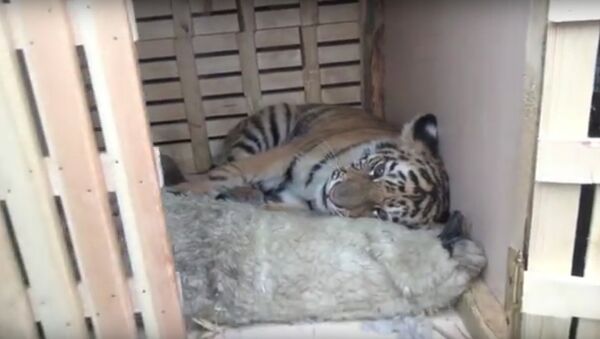 Mladunče amurskog tigra koje su moskovski policajci spasli od lovokradica, a potom usvojili - Sputnik Srbija