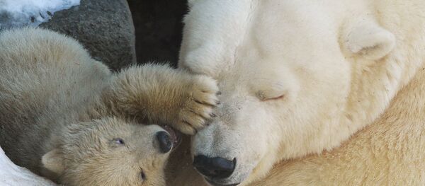 Медвед и младунче - Sputnik Србија