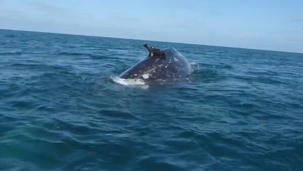 Seal Rides a Whale - Sputnik Srbija
