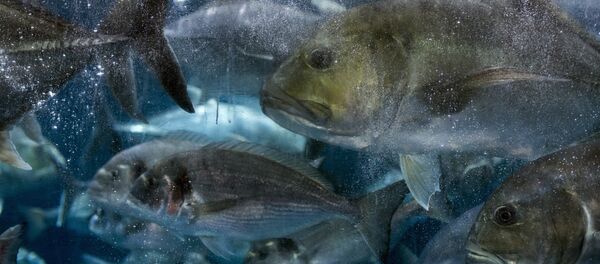 Океанариум и подводни зооврт у Дубаију - Sputnik Србија