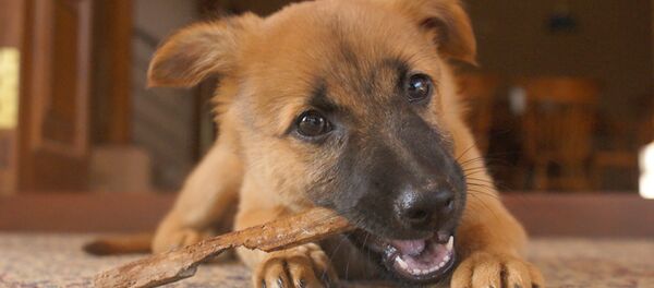 Немачки овчар - Sputnik Србија