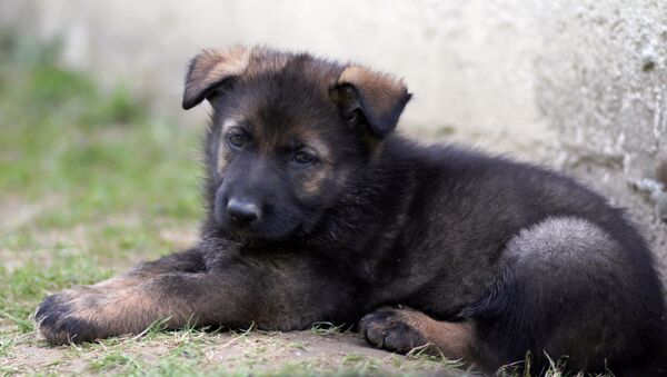 Dobrinja, štene koje je ruska policija poklonila Francuskoj - Sputnik Srbija