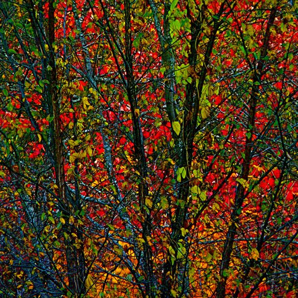 Супротно уврженом мишљењу, ретко се догађа да особа која је далтониста види само нијансе сиве боје Супротно уврженом мишљењу, ретко се догађа да особа која је далтониста види само нијансе сиве боје - Sputnik Србија