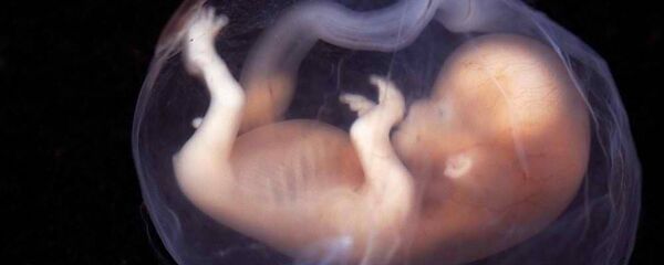 Ембрион - Sputnik Србија