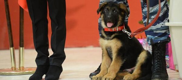 Русија предала Добрињу у руке француске полиције Русија предала Добрињу у руке француске полиције - Sputnik Србија