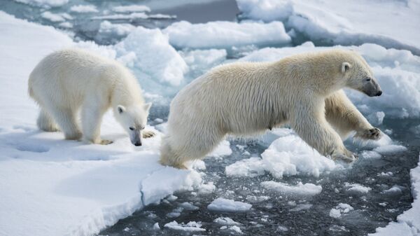 Бели медведи нису бели