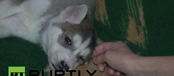 Штене хаскија Штене хаскија - Sputnik Србија