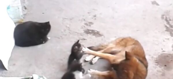 Mother cat with kittens came to old friend Mother cat with kittens came to old friend - Sputnik Србија