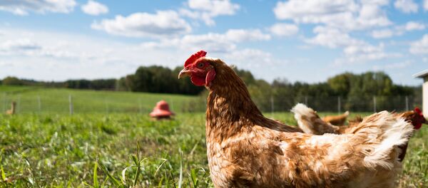 Фарма - Sputnik Србија