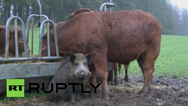 Divlja svinja usvojila krdo krava - Sputnik Srbija
