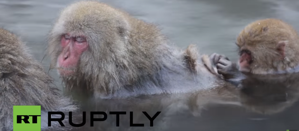 Мајмуни, Јапан Мајмуни, Јапан - Sputnik Србија