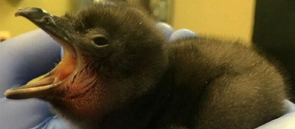 Beba pingvin - Sputnik Srbija